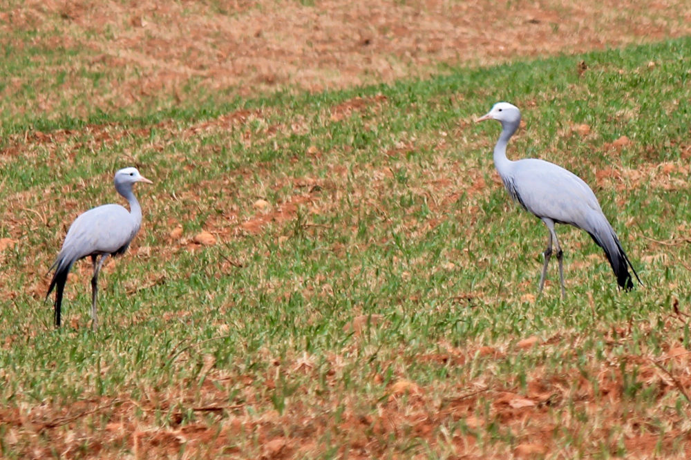 dal Sud Africa: Gru del paradiso (Grus paradisea)